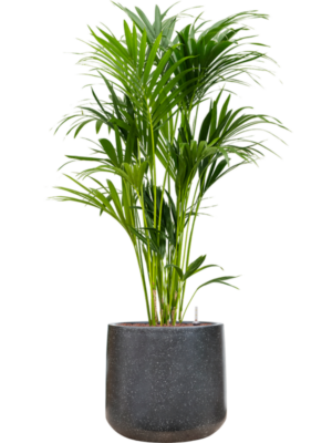 Kentia (Howea) forsteriana en Baq Terrazzo