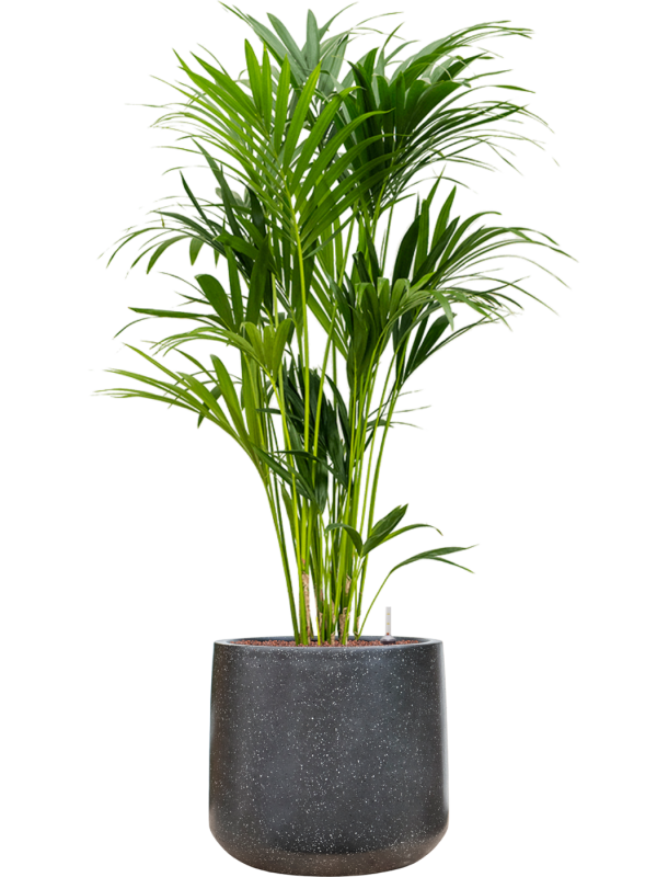 Kentia (Howea) forsteriana en Baq Terrazzo