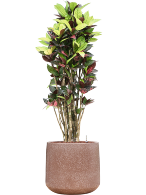 Croton (Codiaeum) variegatum 'Mrs. Iceton' en Baq Terrazzo