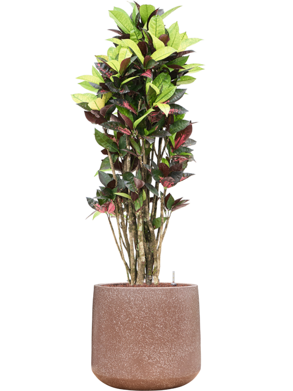 Croton (Codiaeum) variegatum 'Mrs. Iceton' en Baq Terrazzo