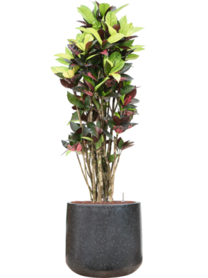 Croton (Codiaeum) variegatum 'Mrs. Iceton' en Baq Terrazzo