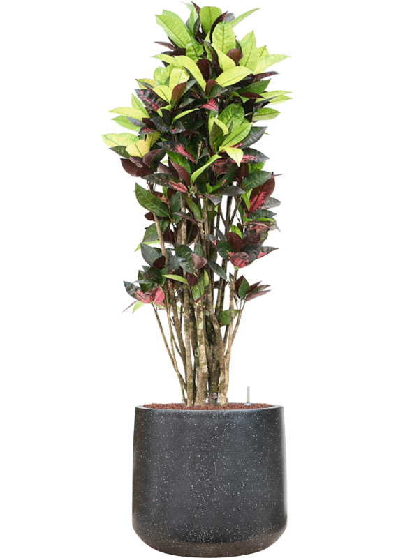 Croton (Codiaeum) variegatum 'Mrs. Iceton' en Baq Terrazzo