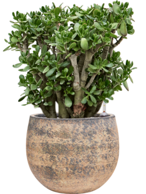 Crassula ovata en Baq Atlas