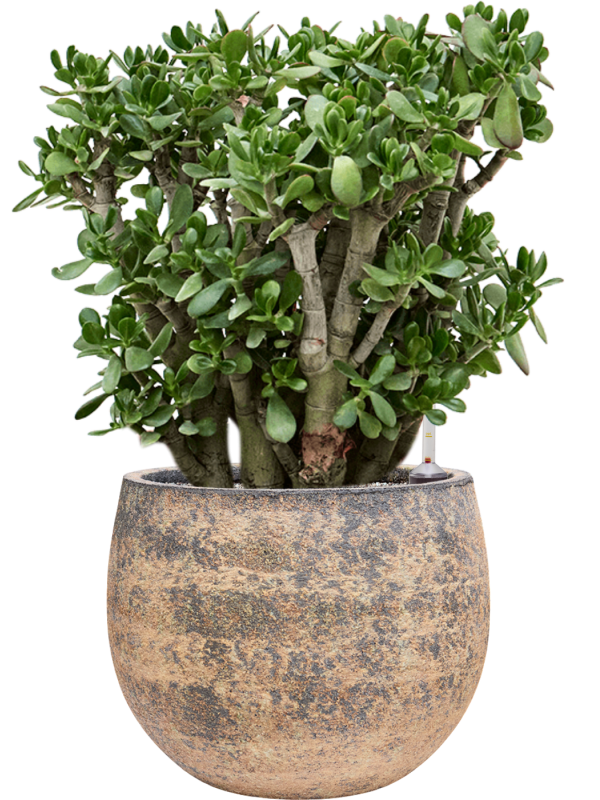 Crassula ovata en Baq Atlas