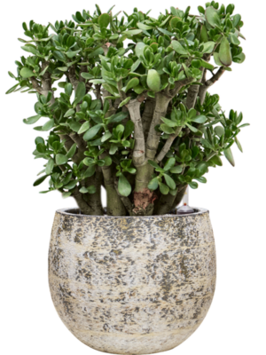 Crassula ovata en Baq Atlas