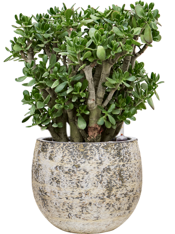 Crassula ovata en Baq Atlas