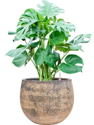 Monstera deliciosa en Baq Atlas