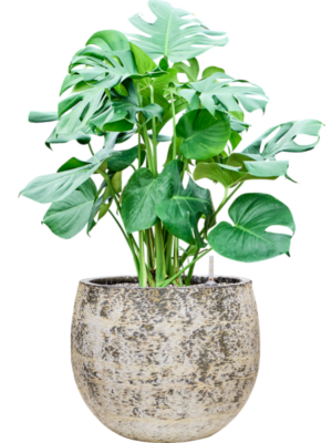 Monstera deliciosa en Baq Atlas