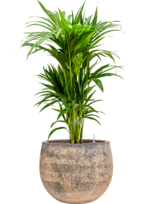 Kentia (Howea) forsteriana en Baq Atlas
