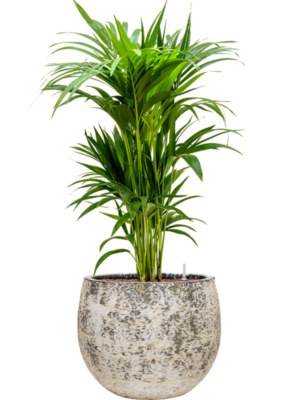 Kentia (Howea) forsteriana en Baq Atlas