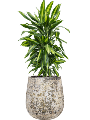 Dracaena fragrans 'Cintho' en Baq Atlas