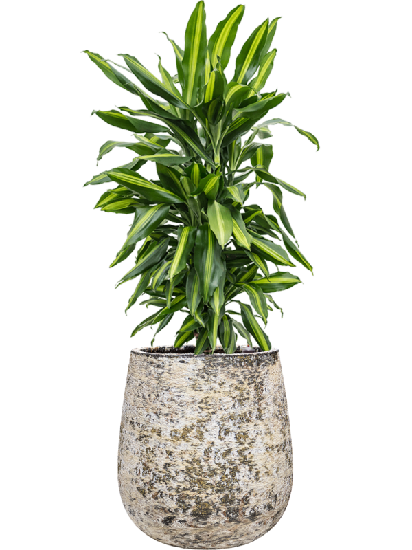 Dracaena fragrans 'Cintho' en Baq Atlas