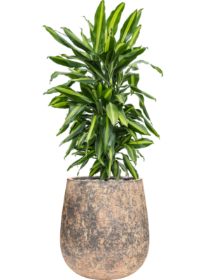 Dracaena fragrans 'Cintho' en Baq Atlas