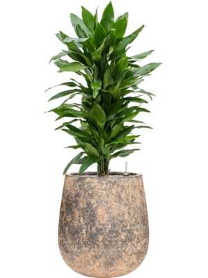 tDracaena fragrans 'Janet Lind' en Baq Atlas