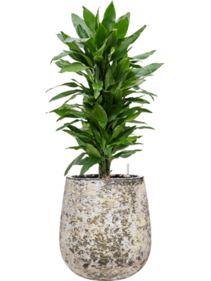 tDracaena fragrans 'Janet Lind' en Baq Atlas