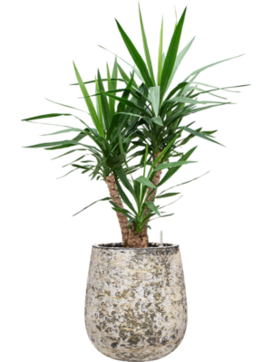Yucca elephantipes en Baq Atlas