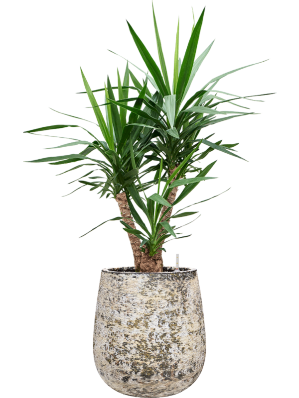Yucca elephantipes en Baq Atlas