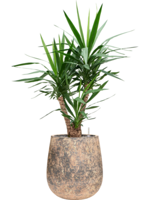 Yucca elephantipes en Baq Atlas
