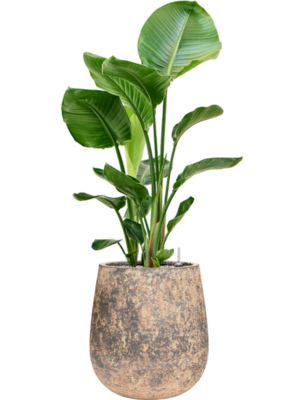 Strelitzia nicolai en Baq Atlas