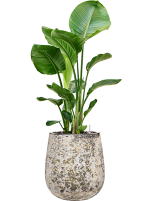 Strelitzia nicolai en Baq Atlas