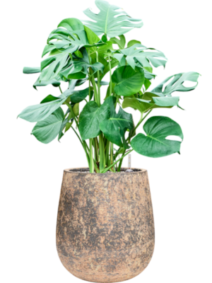 Monstera deliciosa en Baq Atlas