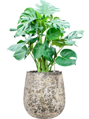 Monstera deliciosa en Baq Atlas