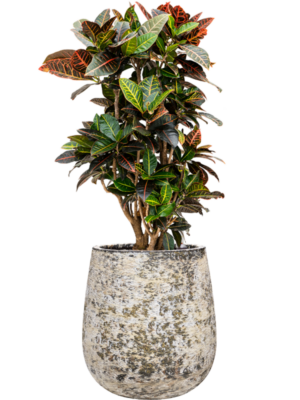 Croton (Codiaeum) variegatum 'Petra' en Baq Atlas