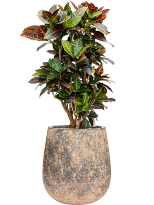Croton (Codiaeum) variegatum 'Petra' en Baq Atlas