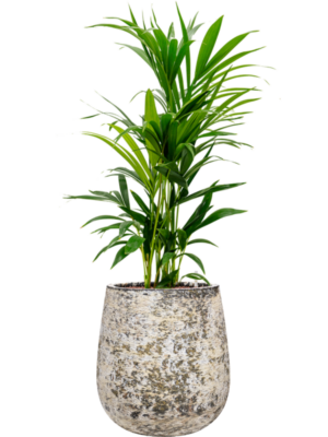 Kentia (Howea) forsteriana en Baq Atlas