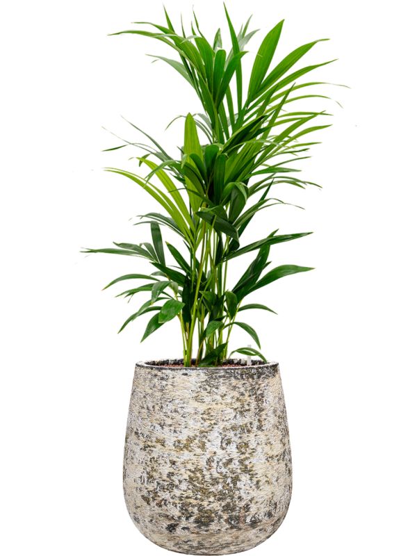 Kentia (Howea) forsteriana en Baq Atlas