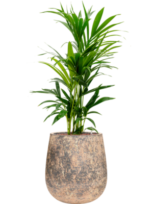 Kentia (Howea) forsteriana en Baq Atlas