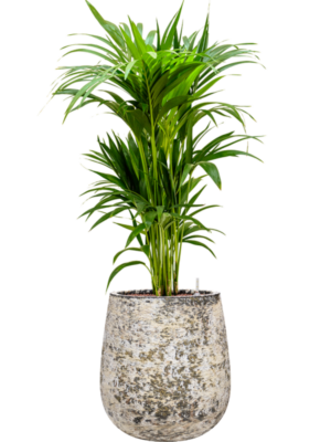 Kentia (Howea) forsteriana en Baq Atlas