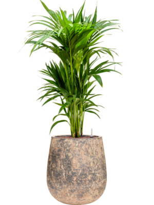 Kentia (Howea) forsteriana en Baq Atlas