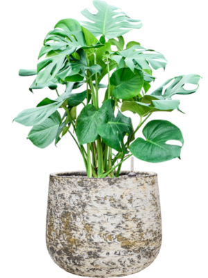 Monstera deliciosa en Baq Atlas