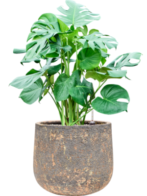 Monstera deliciosa en Baq Atlas