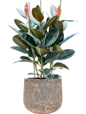 Ficus elastica 'Abidjan' en Baq Atlas
