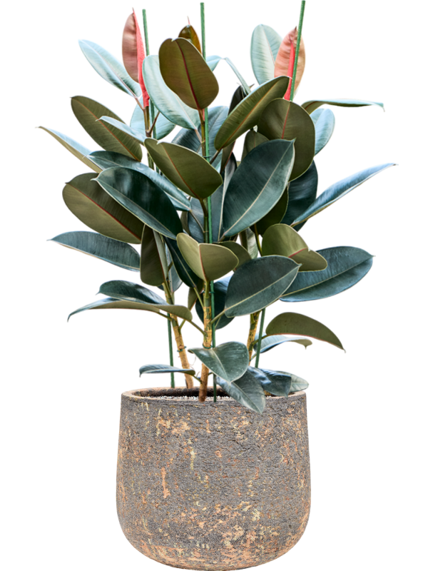 Ficus elastica 'Abidjan' en Baq Atlas