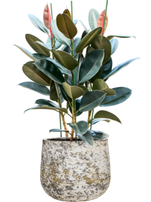 Ficus elastica 'Abidjan' en Baq Atlas
