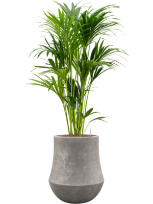 Kentia (Howea) forsteriana en Baq Polystone Coated Plain
