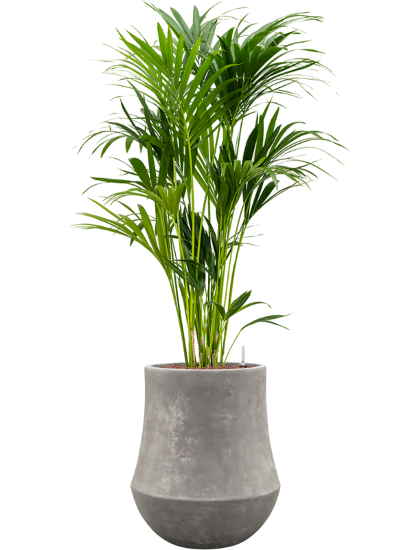 Kentia (Howea) forsteriana en Baq Polystone Coated Plain