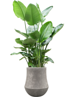 Strelitzia nicolai en Baq Polystone Coated Plain