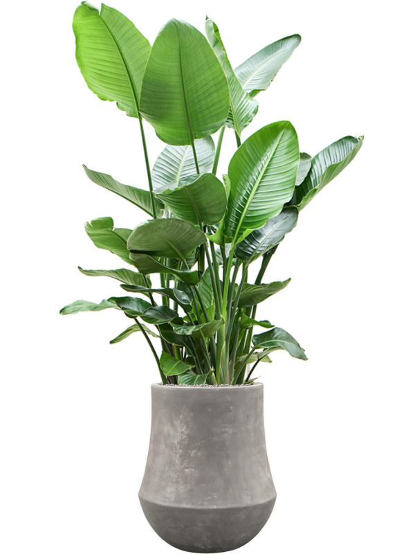 Strelitzia nicolai en Baq Polystone Coated Plain