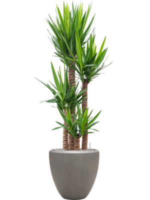 Yucca elephantipes en Baq Nucast