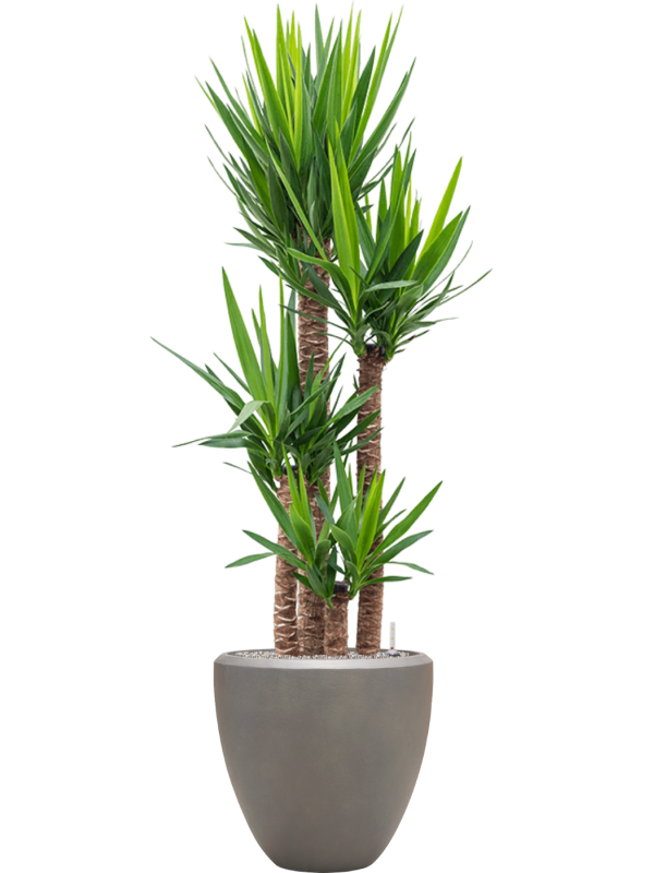 Yucca elephantipes en Baq Nucast