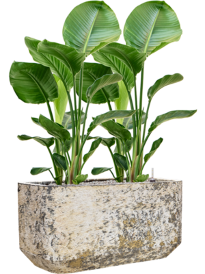 Strelitzia nicolai en Baq Atlas