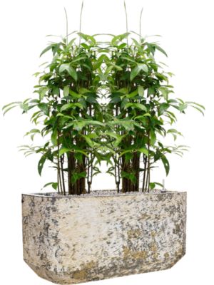 Dracaena surculosa (90-120) en Baq Atlas