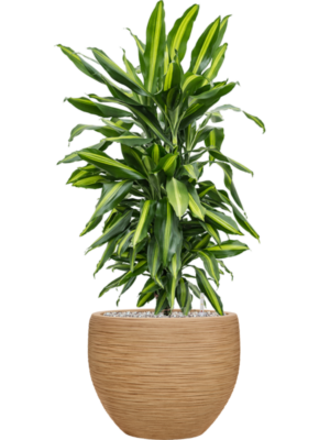 Dracaena fragrans 'Cintho' en Baq Dune