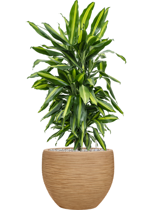 Dracaena fragrans 'Cintho' en Baq Dune