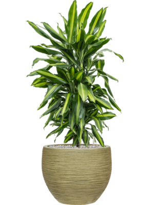 Dracaena fragrans 'Cintho' en Baq Dune