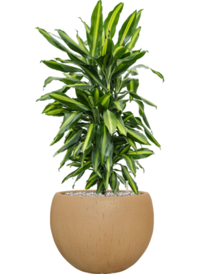 Dracaena fragrans 'Cintho' en Baq Raindrop